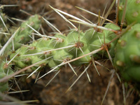 Cylindropuntia whipplei image