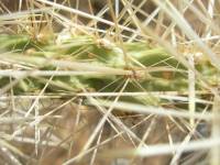 Cylindropuntia echinocarpa image