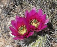 Echinocereus fasciculatus image