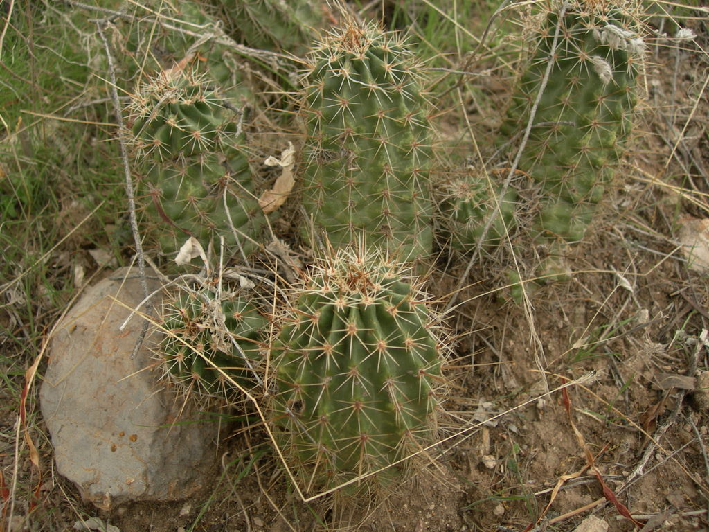 Echinocereus fendleri var. boyce-thompsonii image