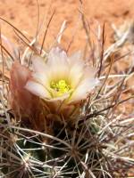 Image of Sclerocactus sileri