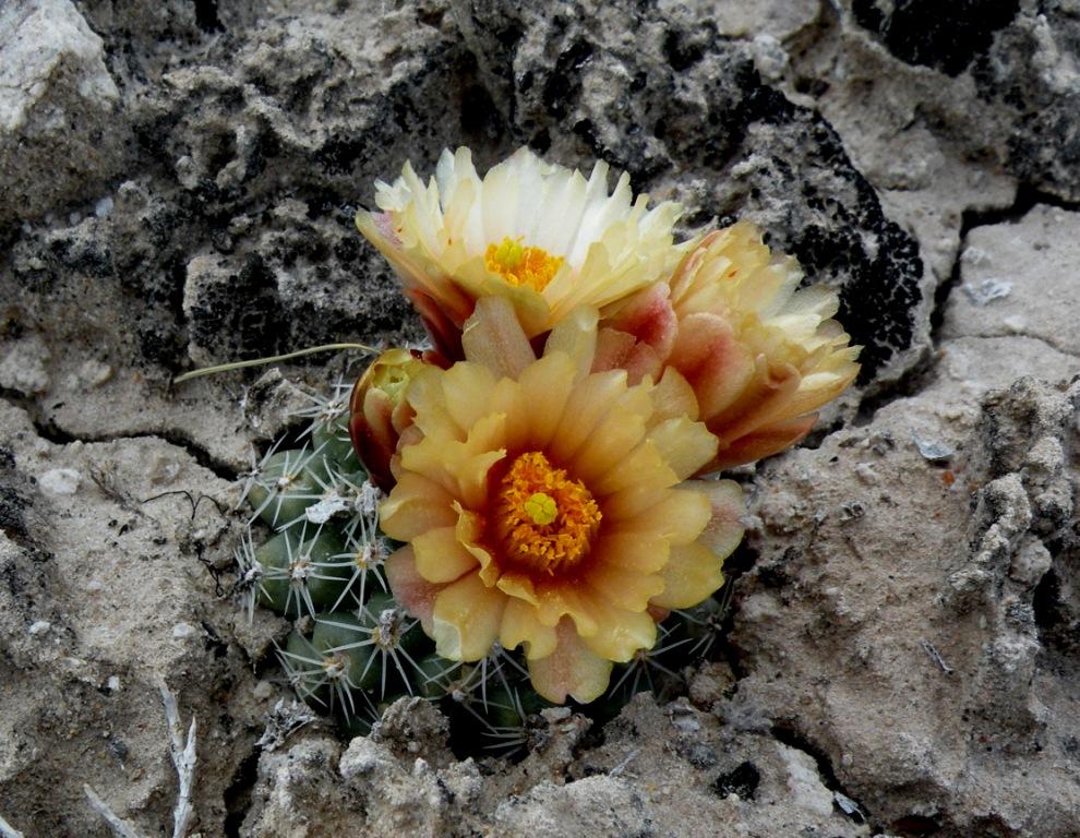 Pediocactus winkleri image