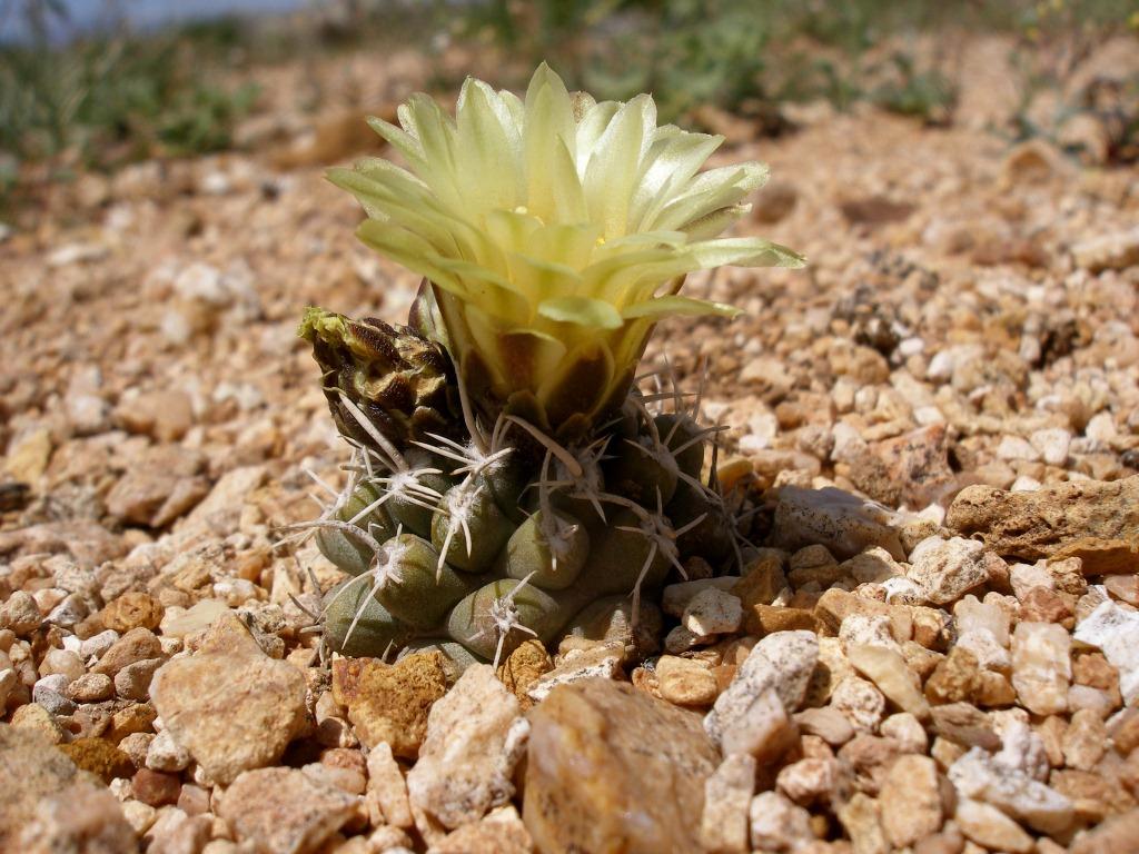 Pediocactus peeblesianus image