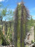 Pachycereus schottii image