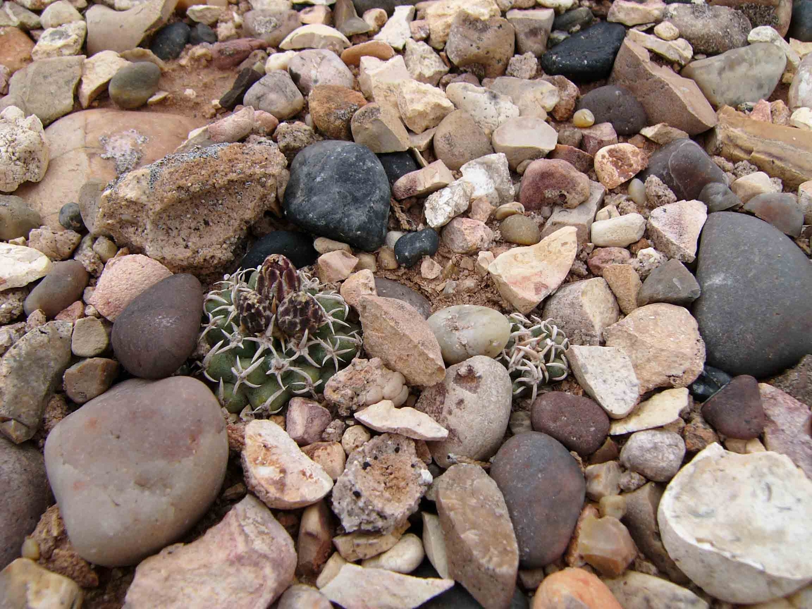 Pediocactus peeblesianus subsp. peeblesianus image