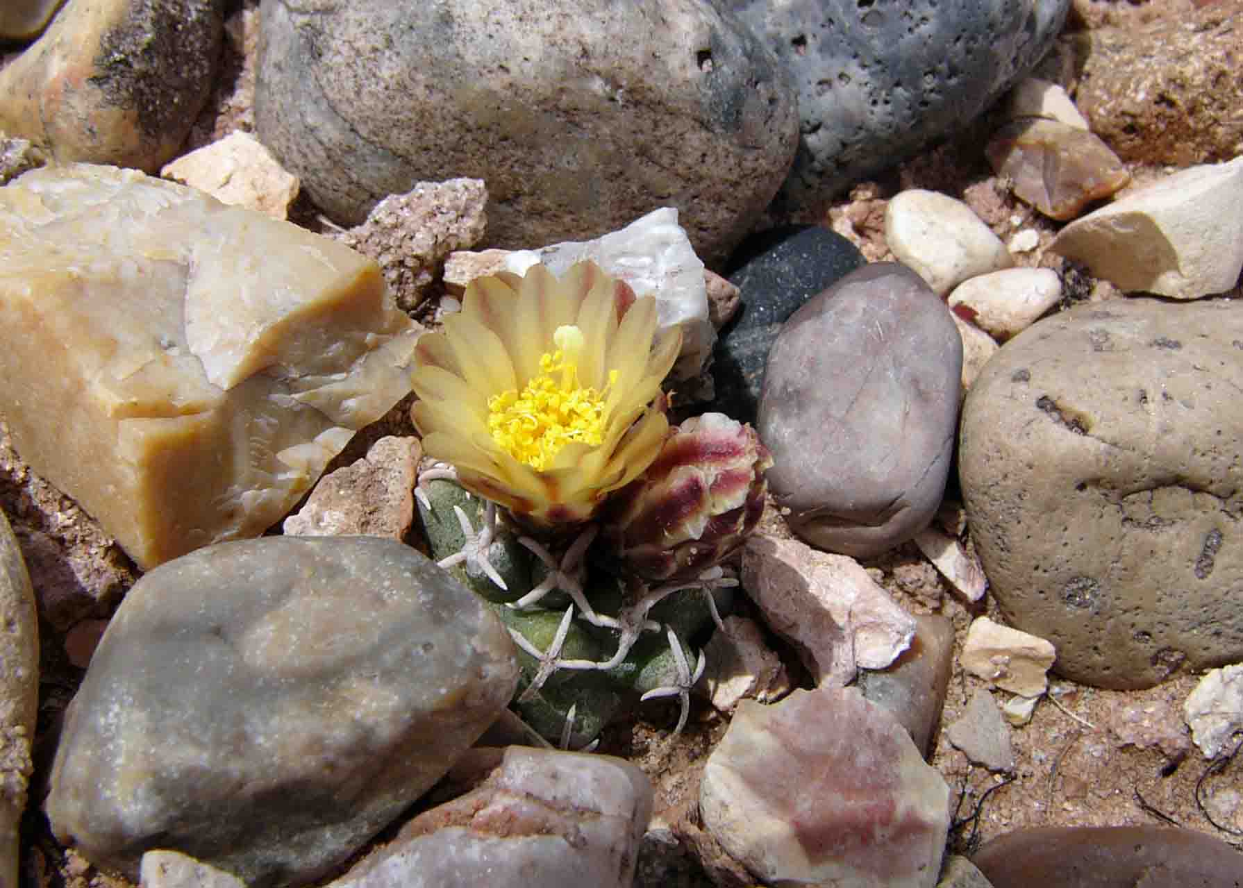 Pediocactus peeblesianus image