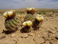Sclerocactus mesae-verdae image