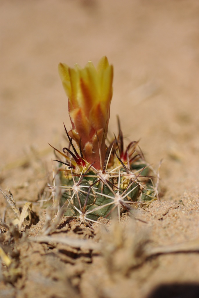 Sclerocactus whipplei image
