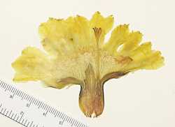 Coryphantha robustispina subsp. scheeri image