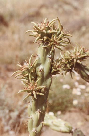 Cylindropuntia acanthocarpa var. thornberi image