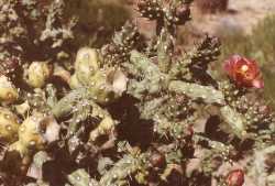 Image of Cylindropuntia x neoarbuscula