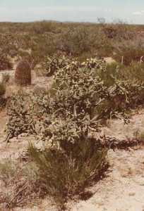 Cylindropuntia x neoarbuscula image