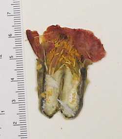 Image of Cylindropuntia x vivipara
