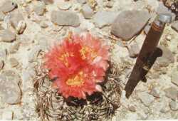 Echinocactus horizonthalonius image