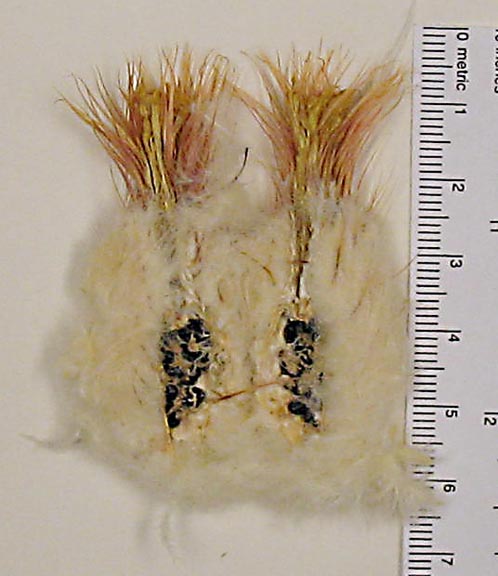 Echinocactus image