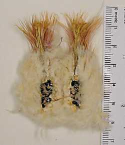 Echinocactus polycephalus image