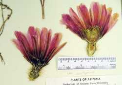 Echinocereus fendleri image