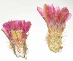 Echinocereus ledingii image