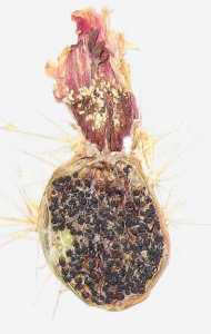 Echinocereus nicholii image