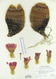 Echinocereus rigidissimus image