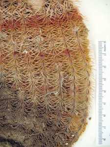 Echinocereus rigidissimus image