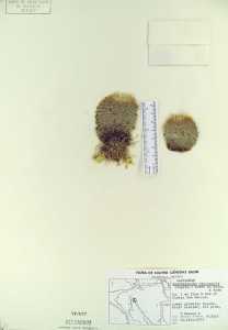 Epithelantha micromeris image