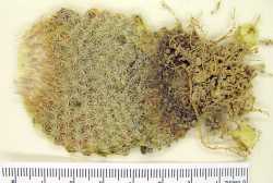 Epithelantha micromeris image