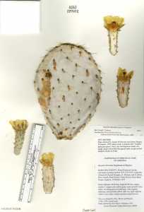 Opuntia chlorotica image