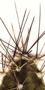 Image of Echinocereus mapimiensis
