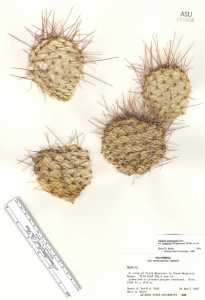 Opuntia polyacantha image