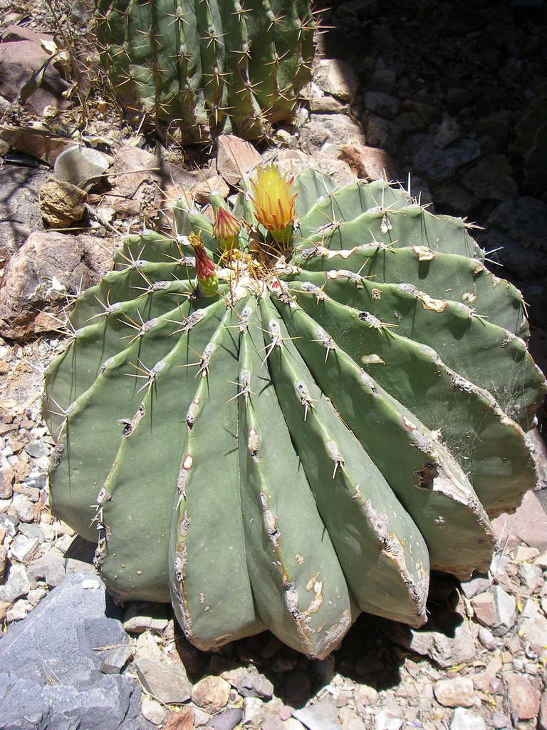 Ferocactus pottsii image