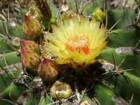 Ferocactus pottsii image