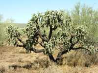 Cylindropuntia fulgida image