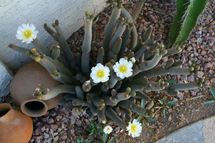 Tephrocactus articulatus image