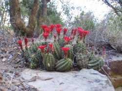 Echinocereus coccineus image