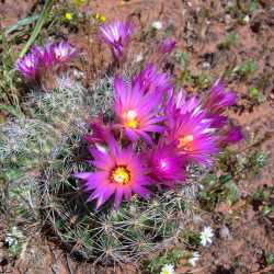 Coryphantha vivipara image