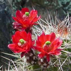 Image of Echinocereus yavapaiensis