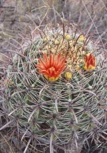 Image of Ferocactus wislizeni