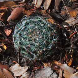 Image of Mammillaria wrightii