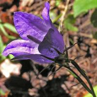 Campanula parryi var. parryi image