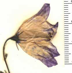 Campanula rotundifolia image