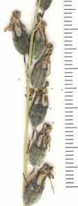 Lobelia anatina image