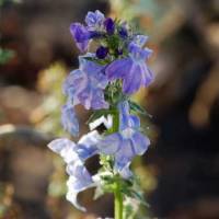 Lobelia fenestralis image