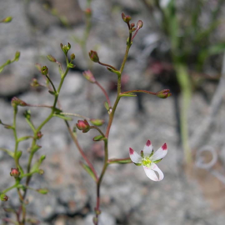 Nemacladaceae image