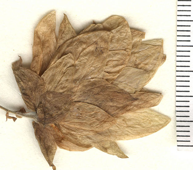 Humulus lupulus var. lupuloides image