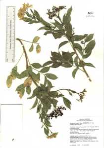 Sambucus nigra image