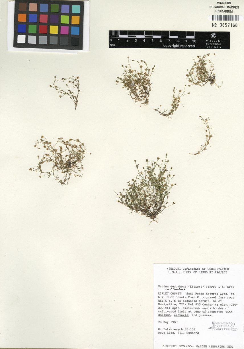 Sagina decumbens subsp. decumbens image