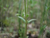 Cerastium gracile image