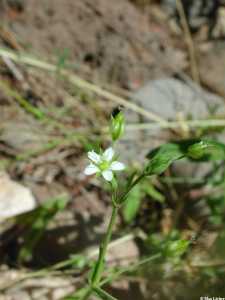 Arenaria lanuginosa image