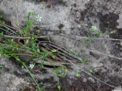 Arenaria lanuginosa image